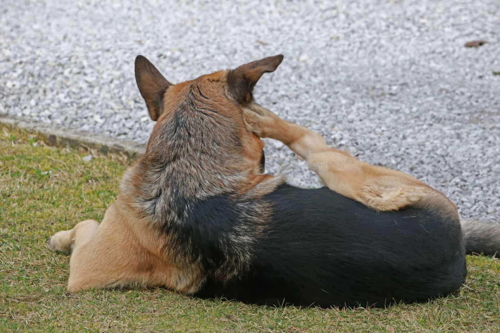 Perro Pastor Alemán rascándose