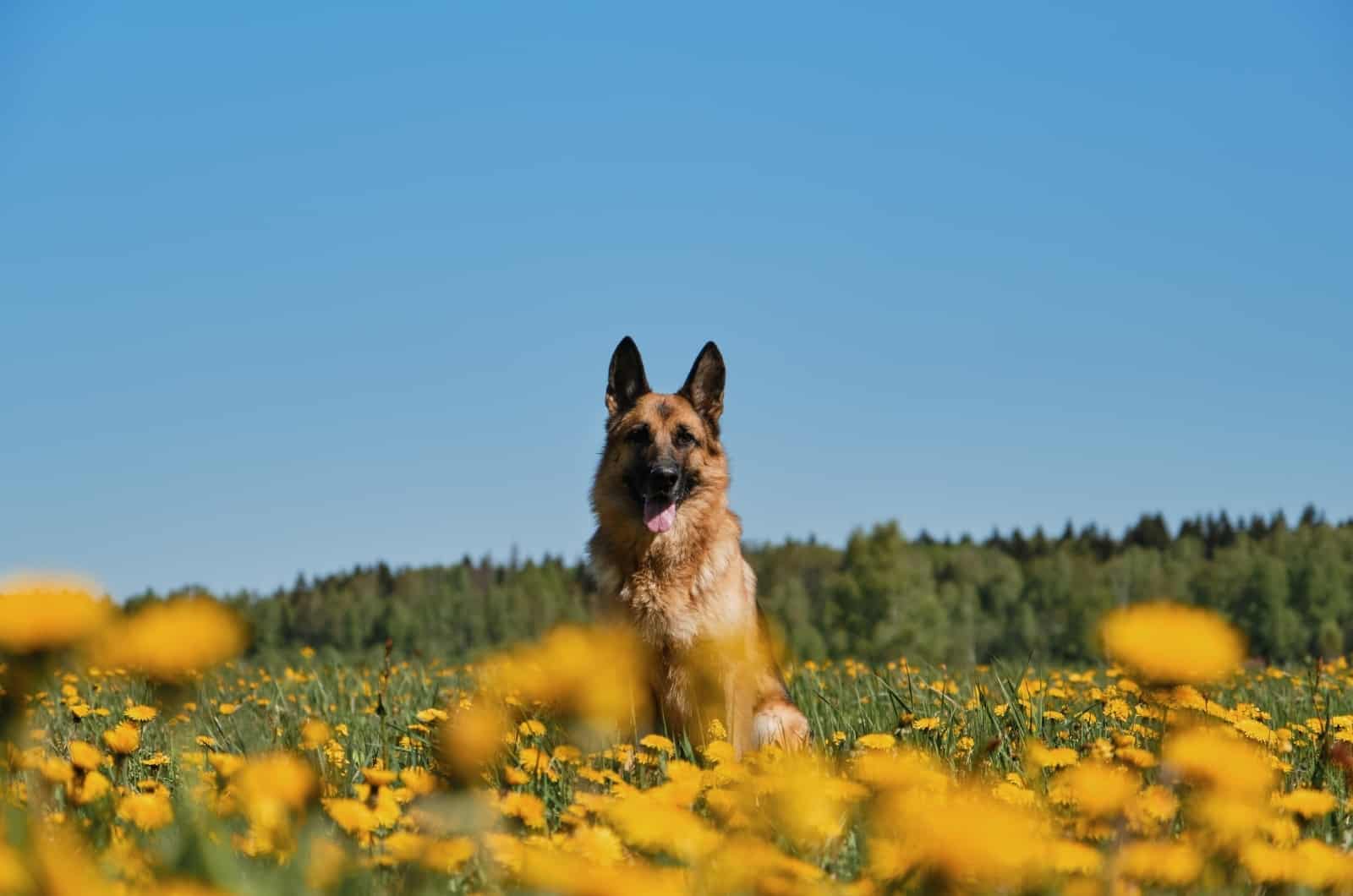 Pastor Alemán en campo de flores