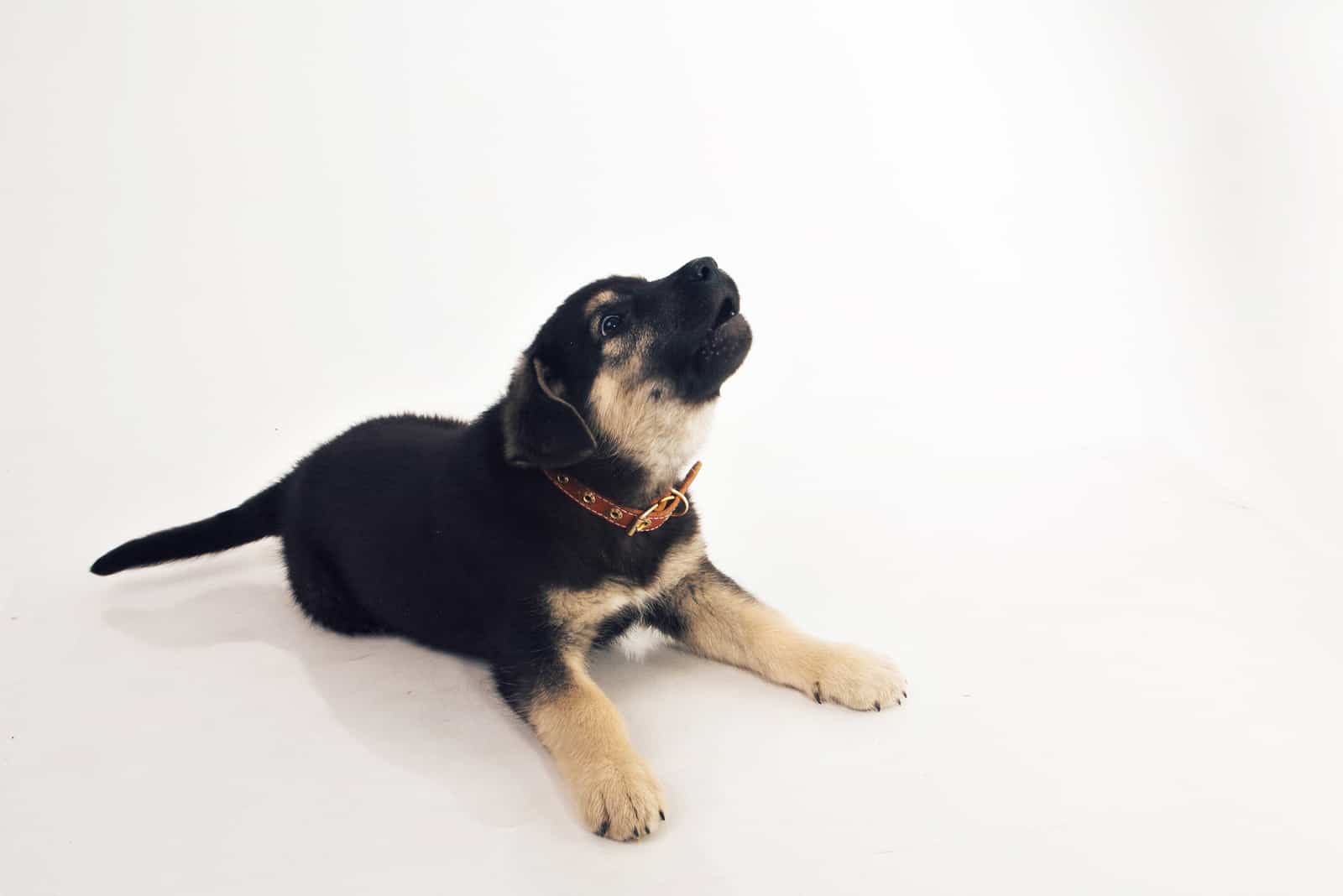 cachorro de Pastor Alemán ladra
