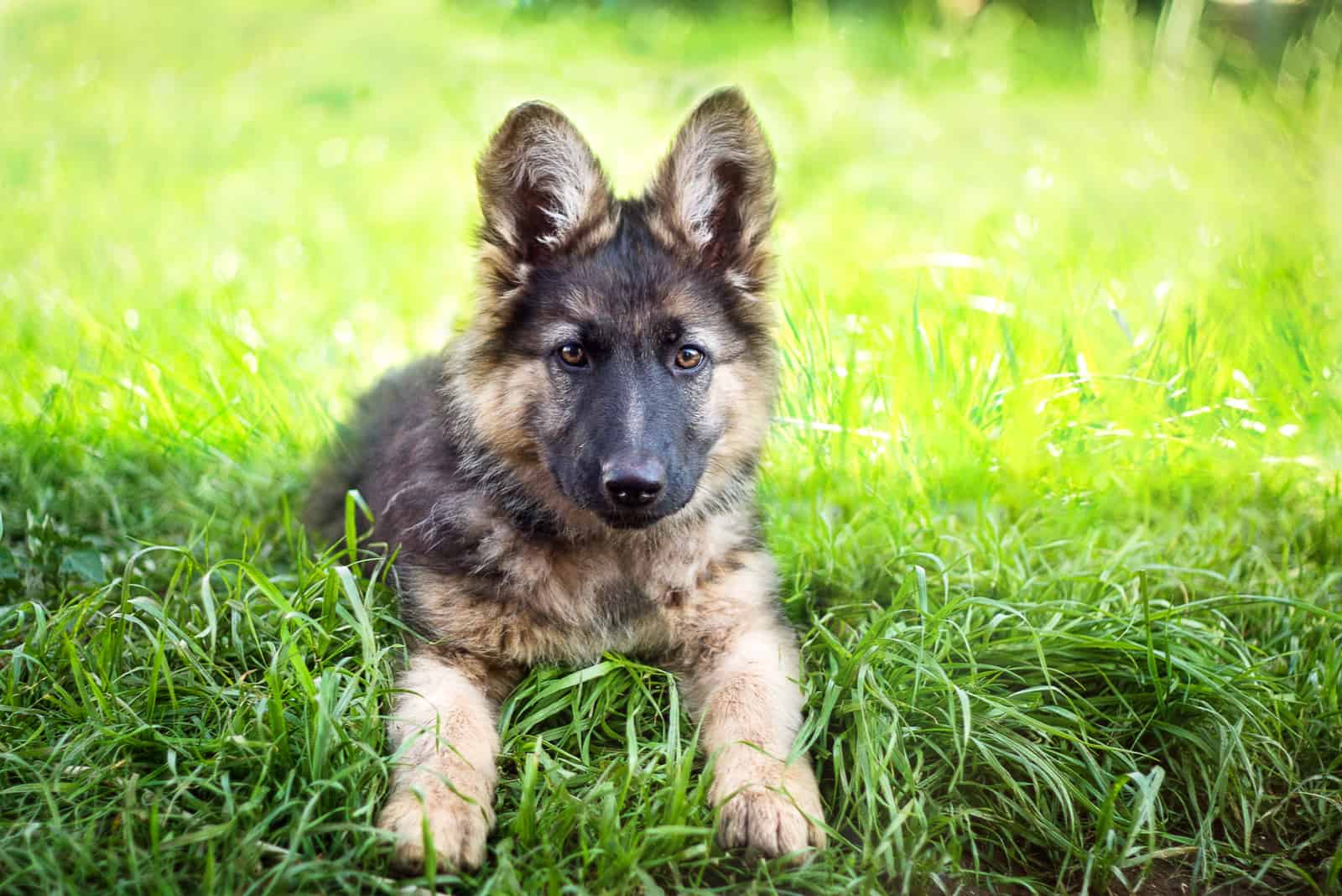 Cachorro de Pastor Alemán en el césped