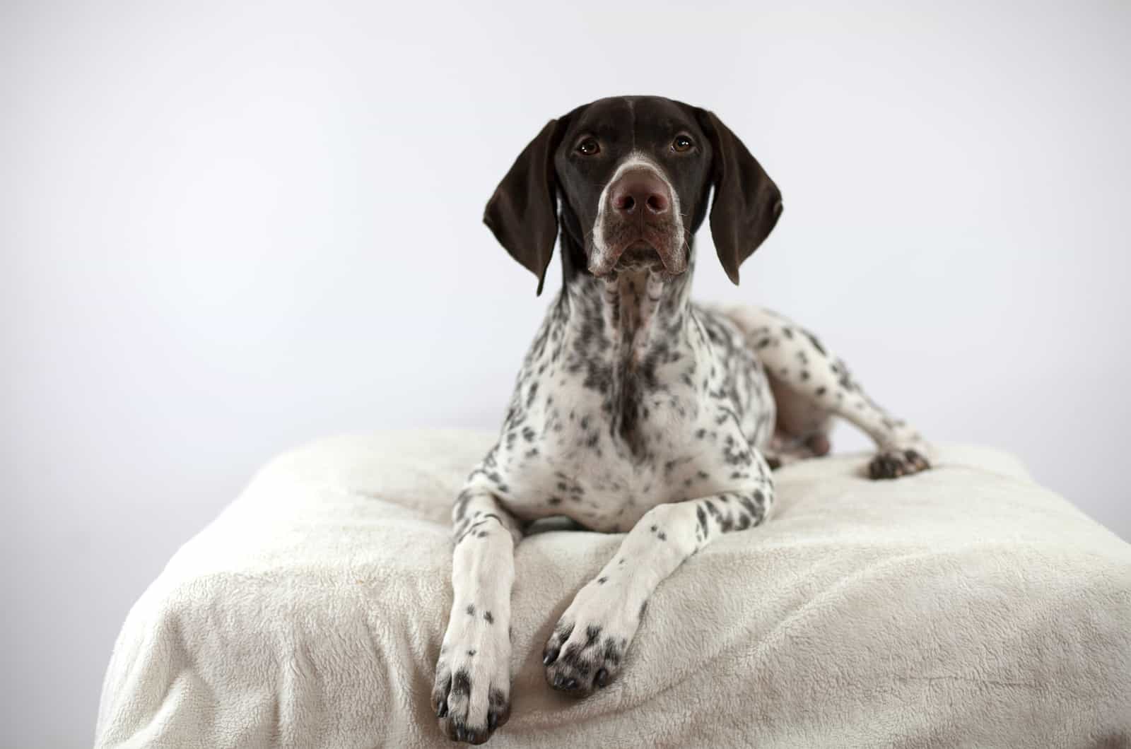 Pointer Alemán de Pelo Corto