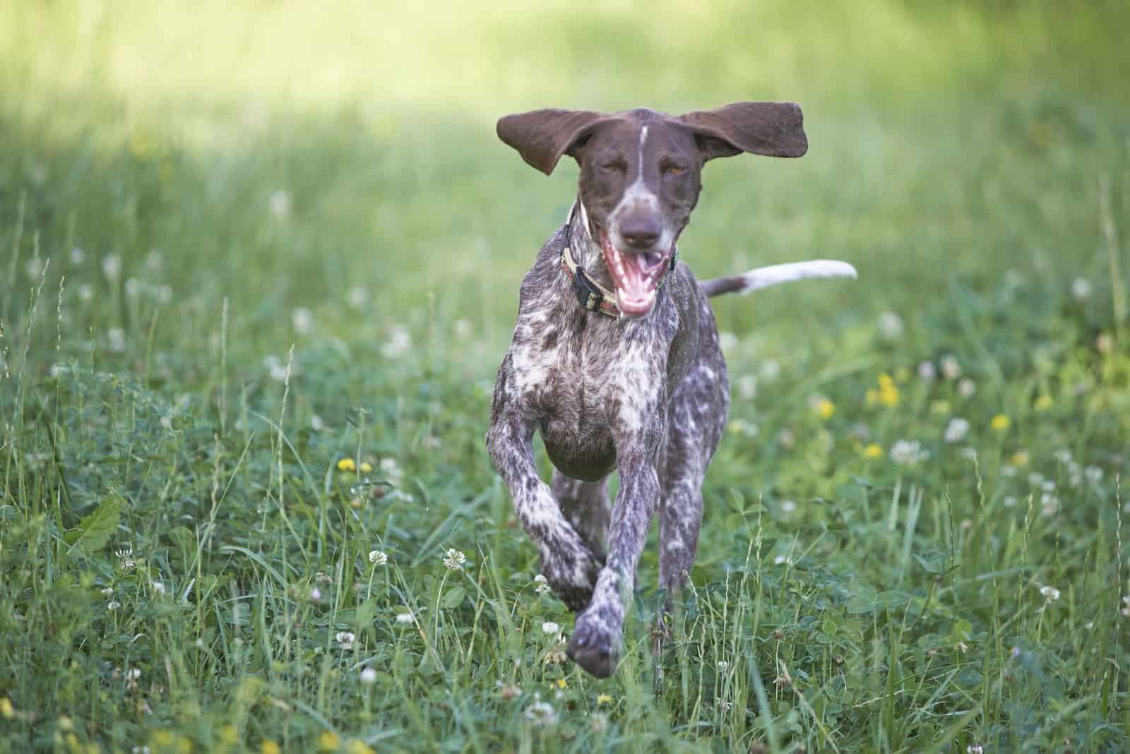 German Shorthaired Pointer corre por la hierba