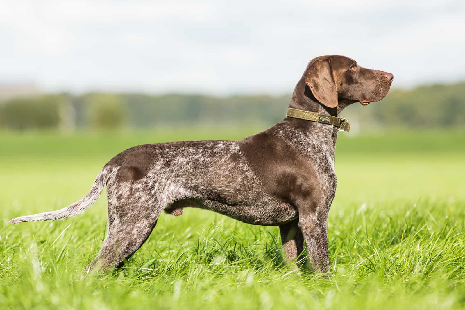 German Shorthaired Pointer parado afuera