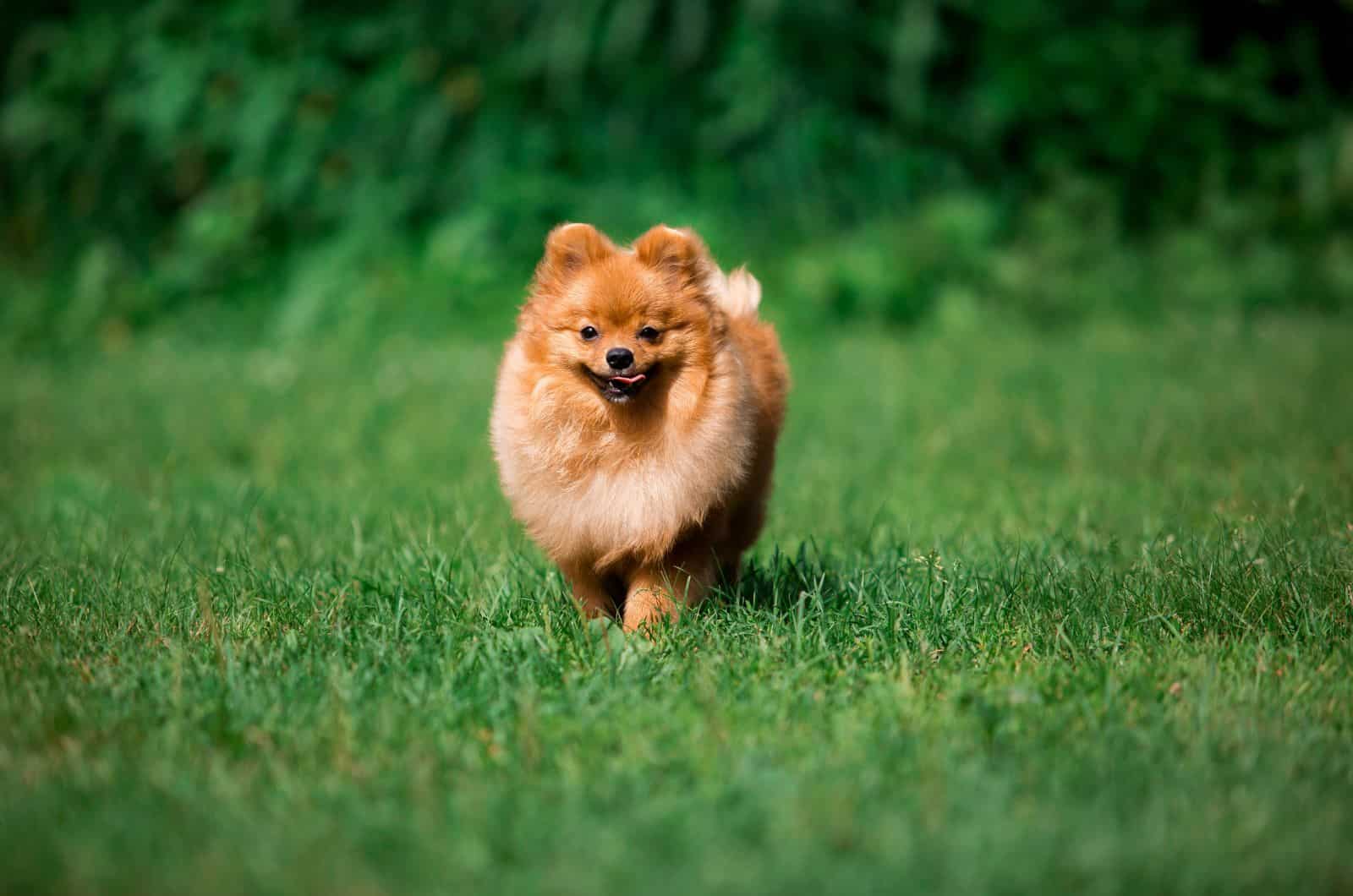 Spitz Alemán