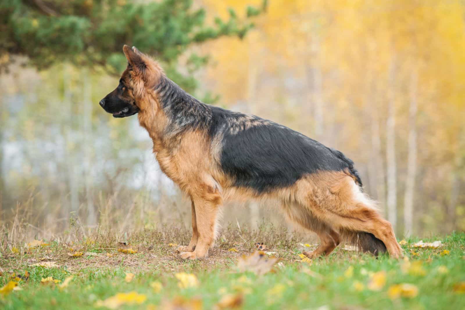 perro pastor alemán en otoño