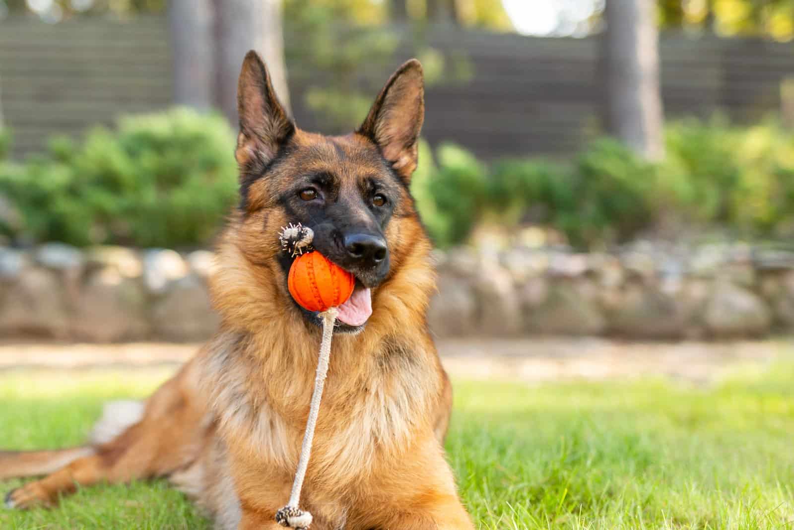 perro pastor alemán jugando con una pelota naranja en su boca