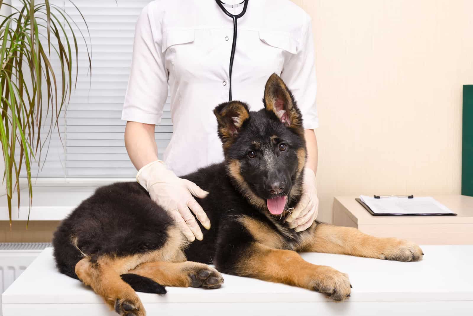 Cachorro de pastor alemán en el veterinario
