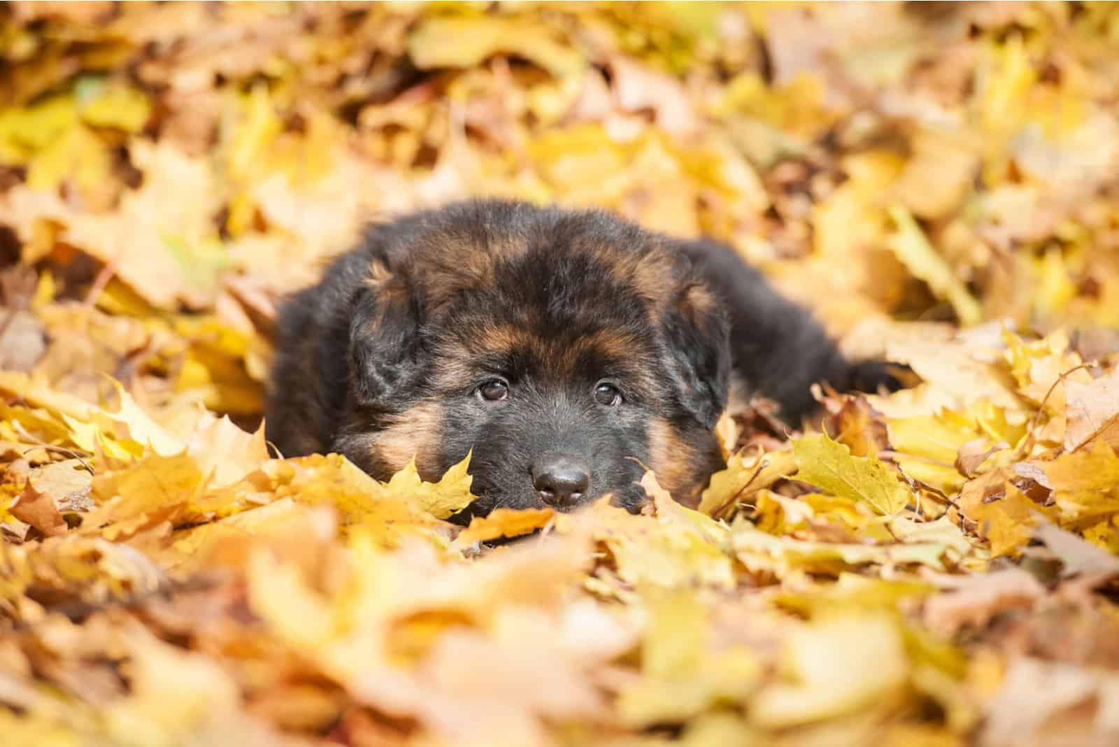 cachorro de pastor alemán acostado en las hojas caídas en otoño