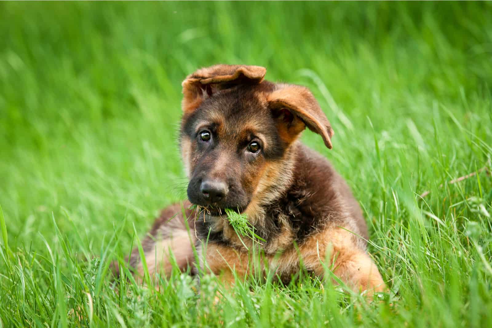 Cachorro de pastor alemán en el césped