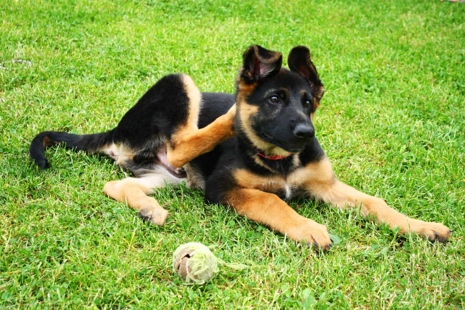 Cachorro de pastor alemán rascándose la oreja