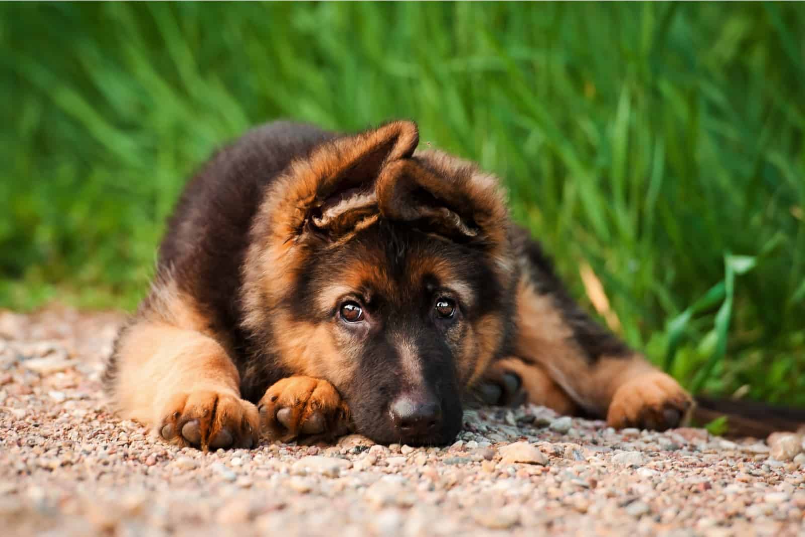Cachorro de pastor alemán