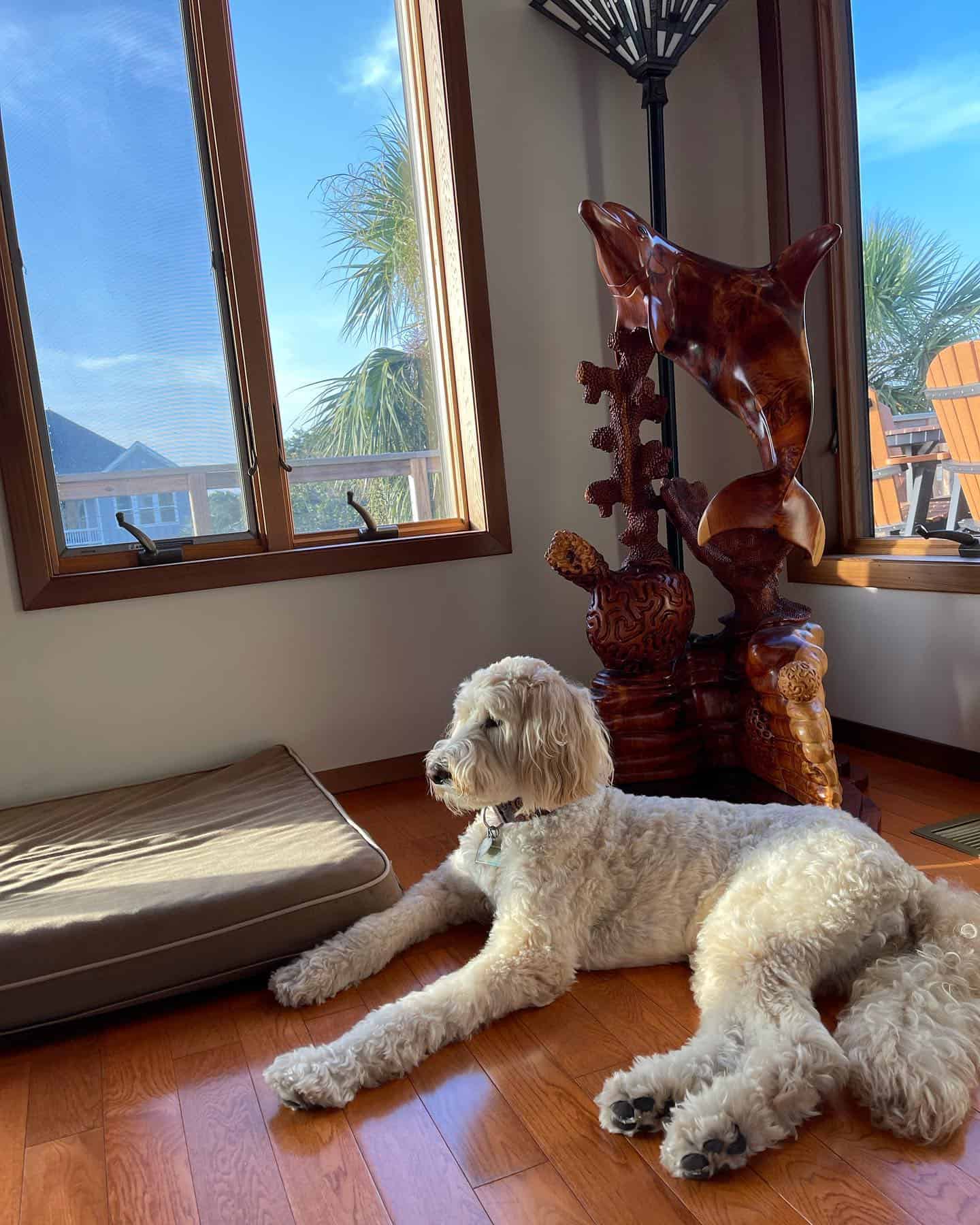 Giant Schnoodle acostado en casa