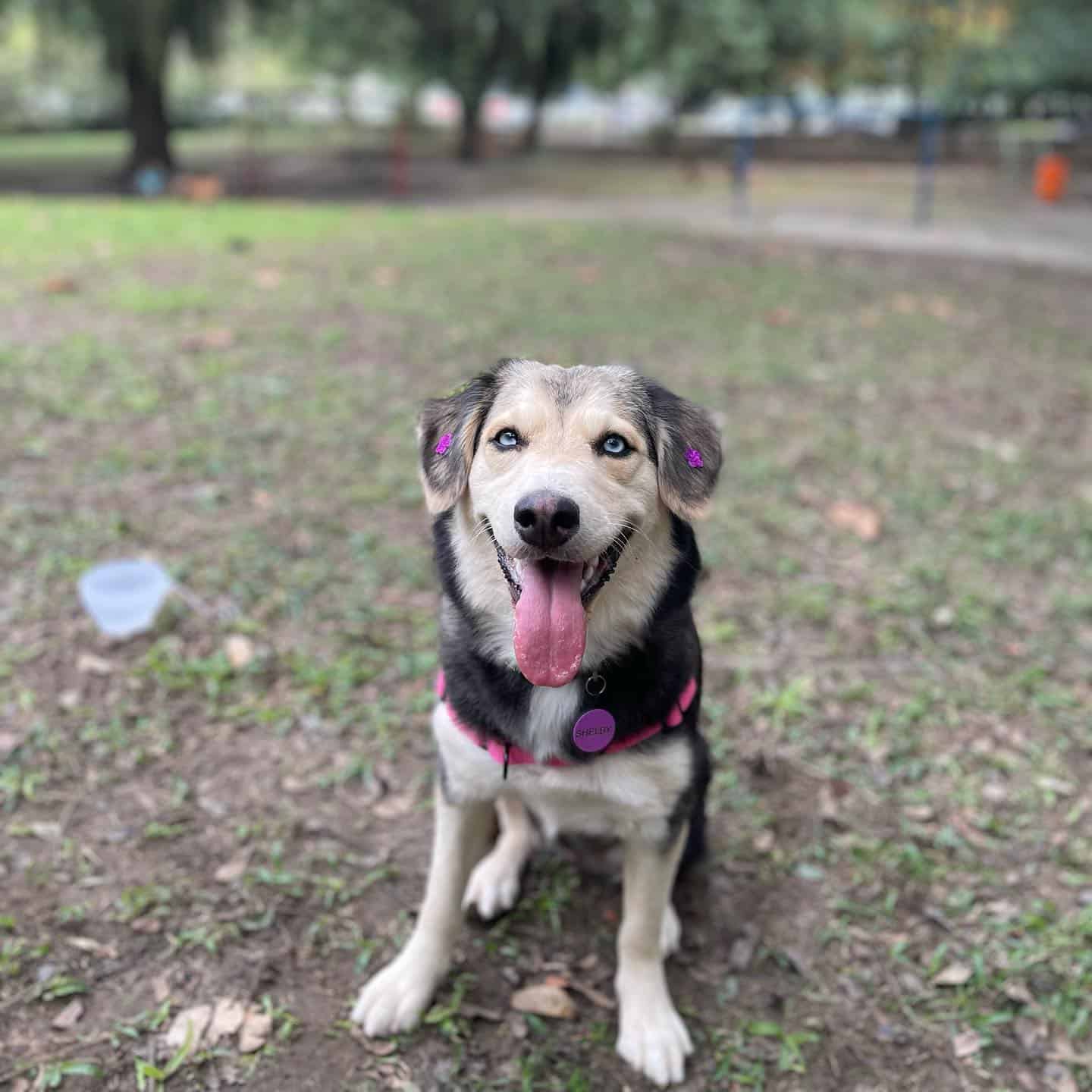 Goberian en el parque