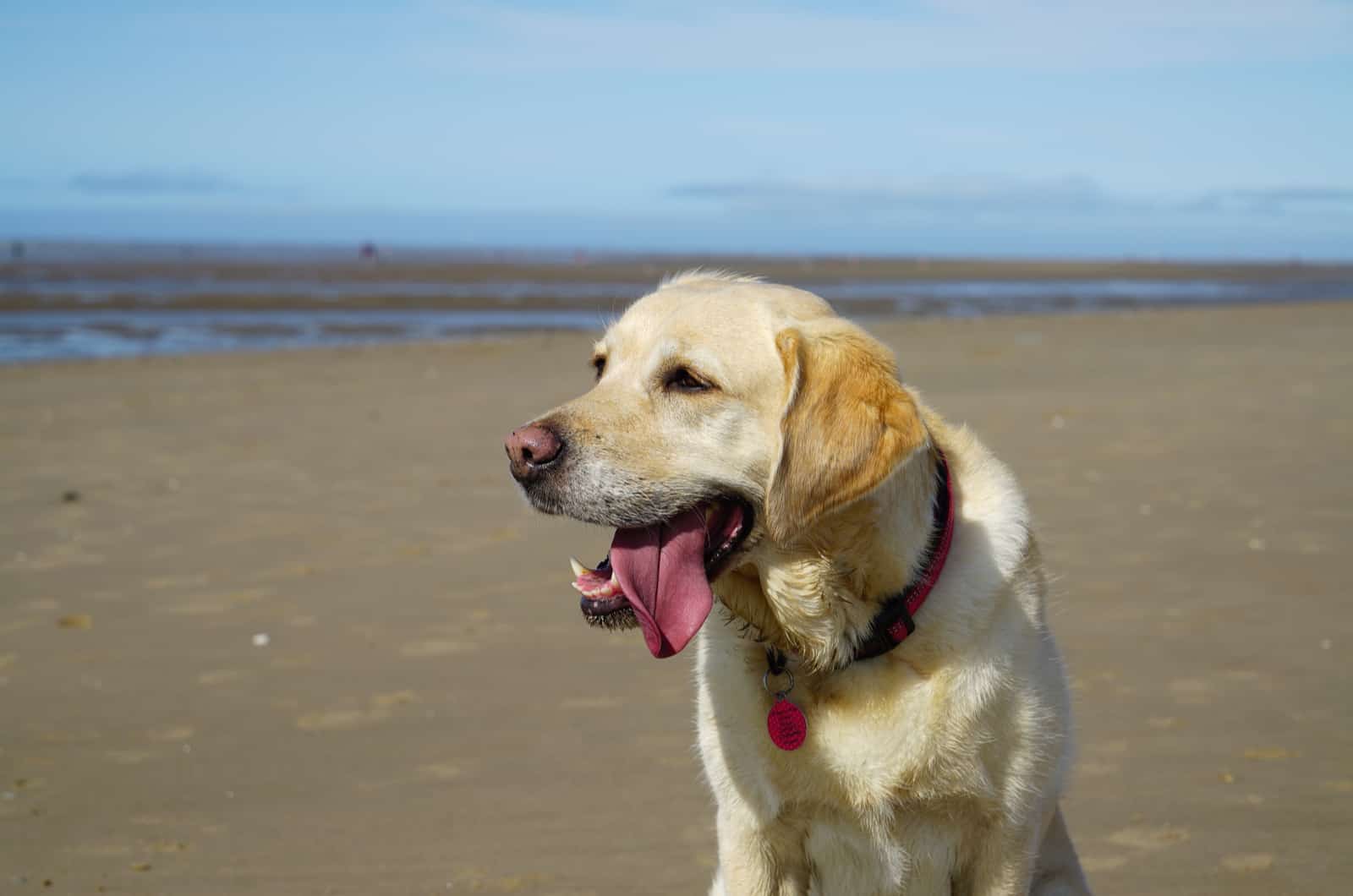 Goldador en la playa