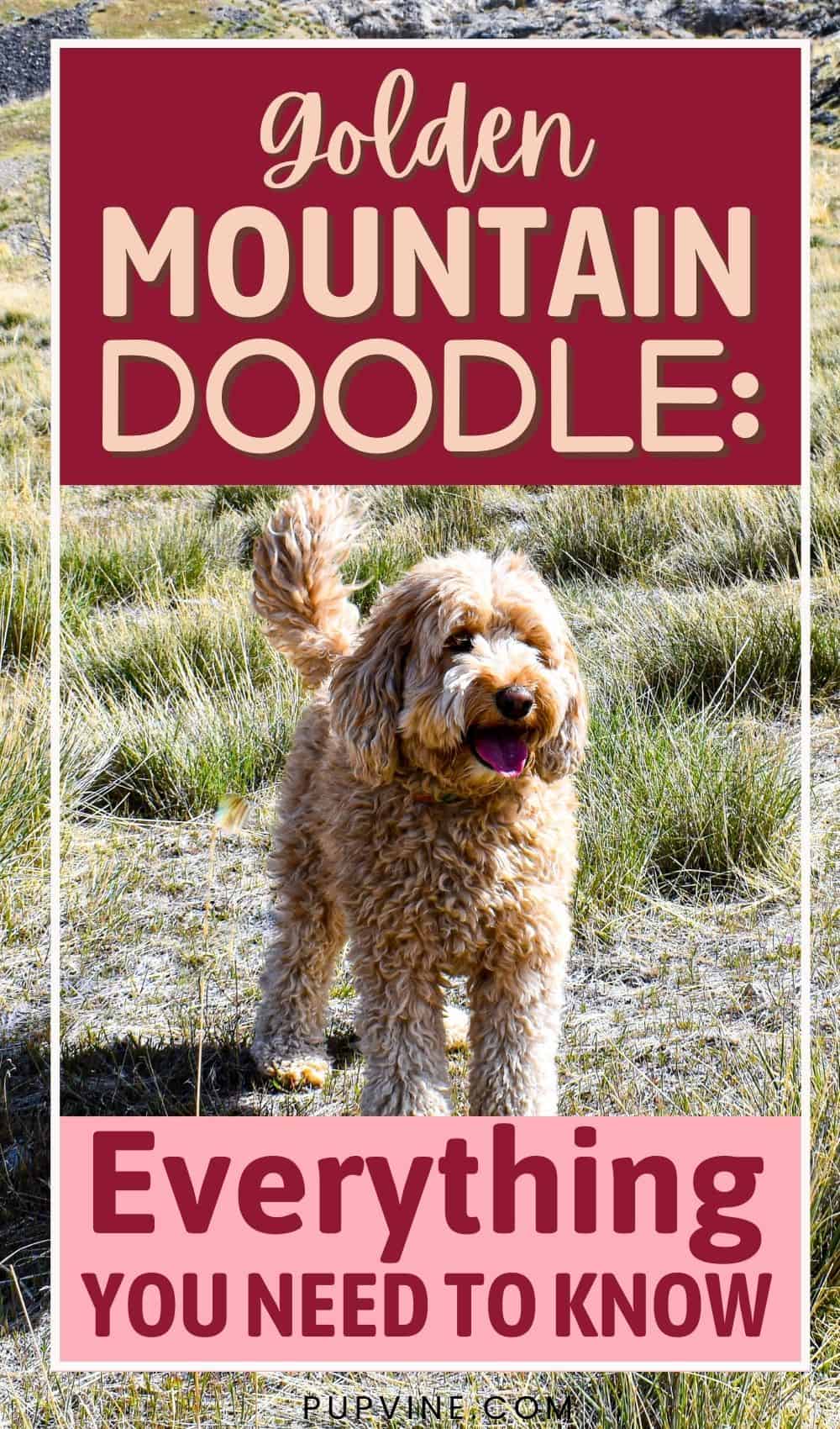 Golden Mountain Doodle Todo Lo Que Necesitas Saber