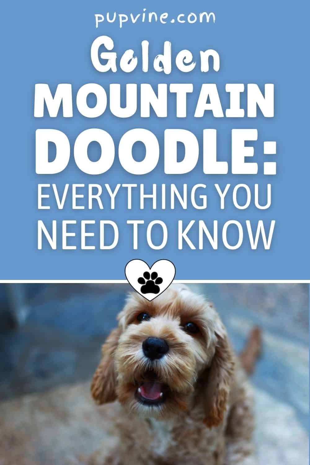 Golden Mountain Doodle: Todo Lo Que Necesitas Saber