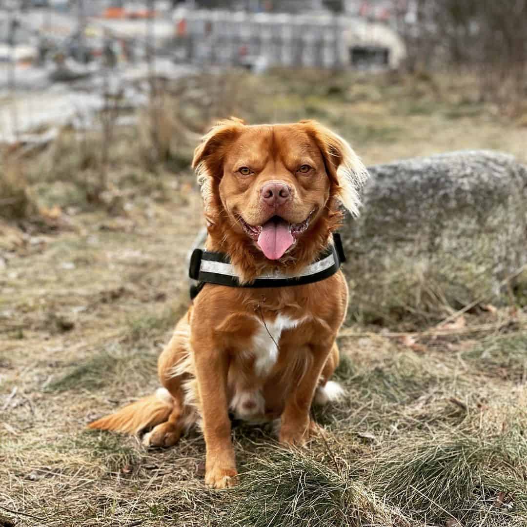 Mezcla de Golden Retriever Con Pitbull