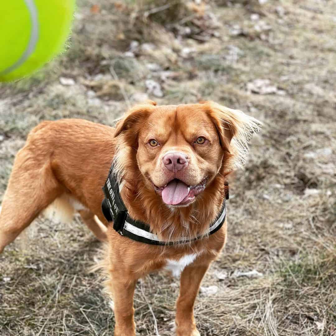 Perro mezcla de Golden Retriever y Pitbull