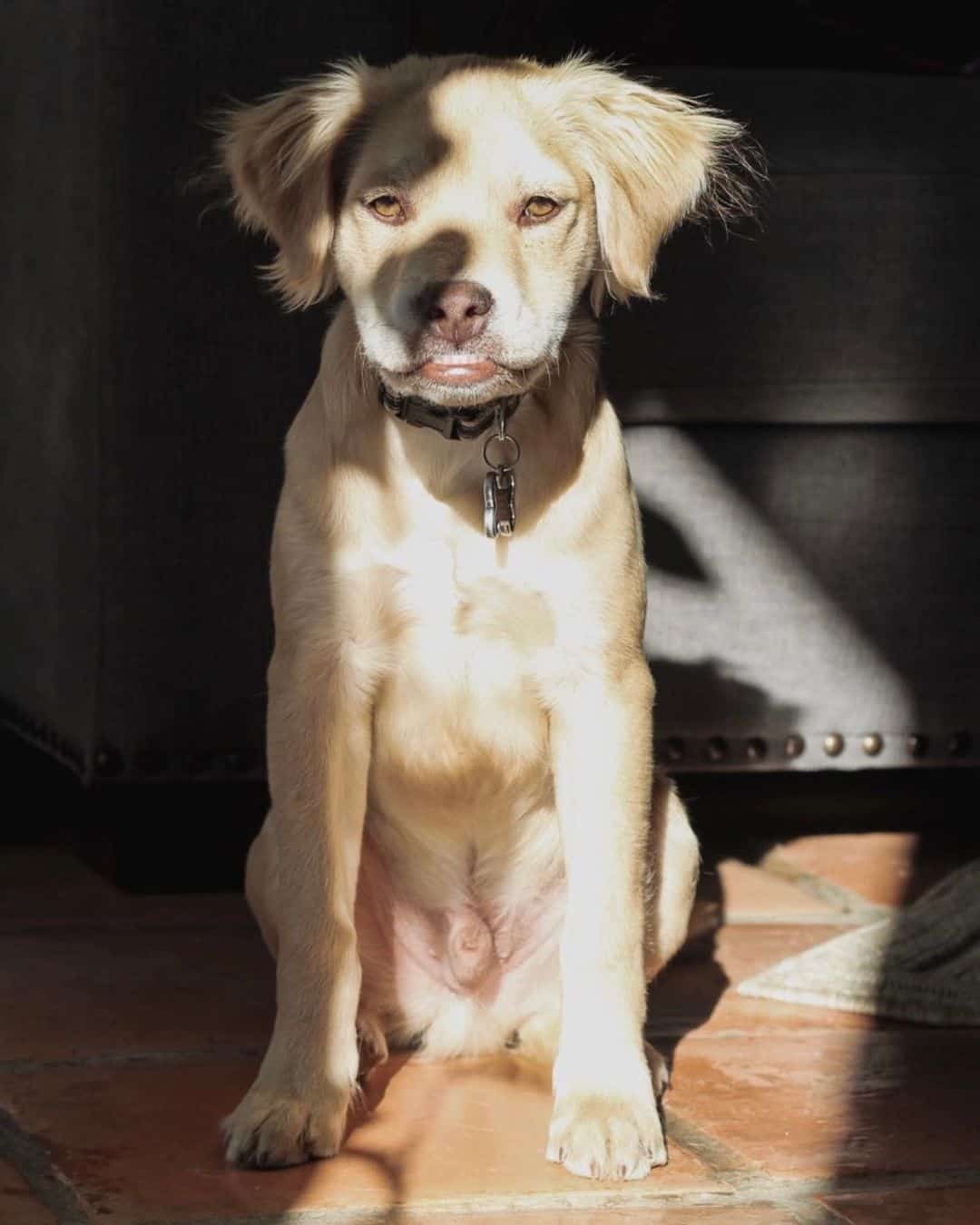 Mezcla de Golden Retriever y Pitbull