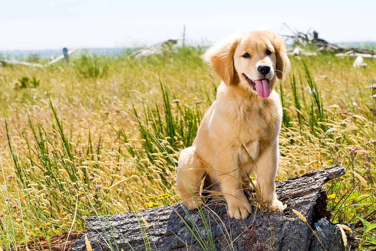 Cachorro de Golden Retriever afuera