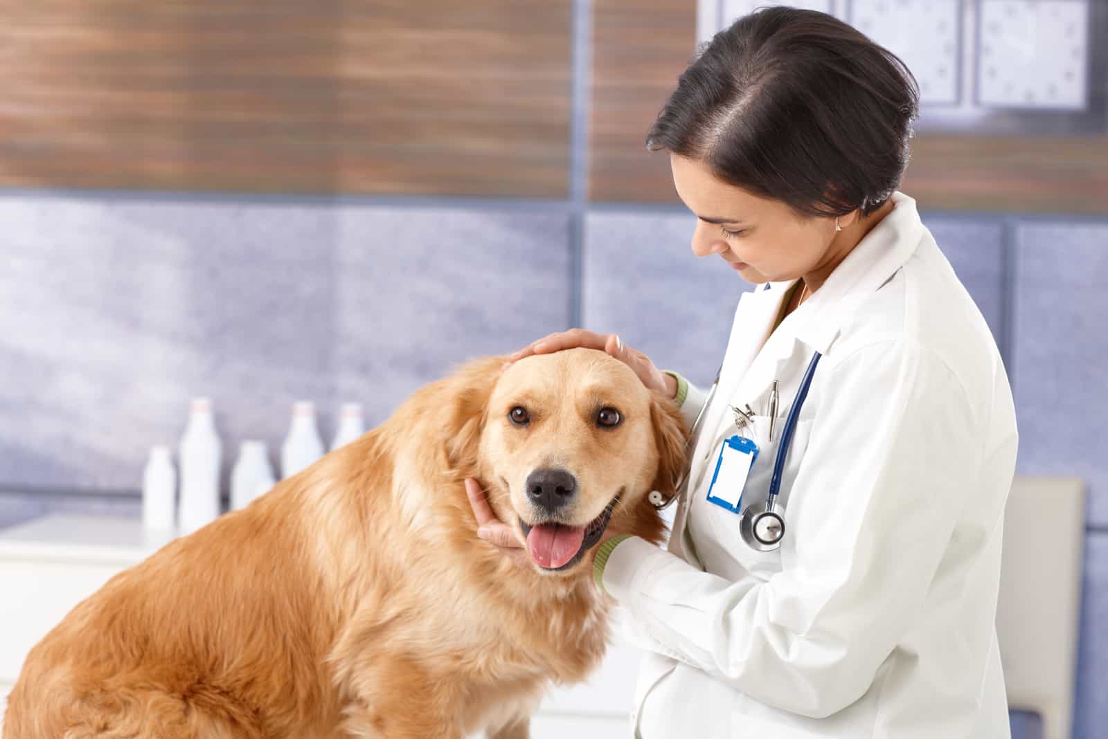 Golden Retriever en el veterinario