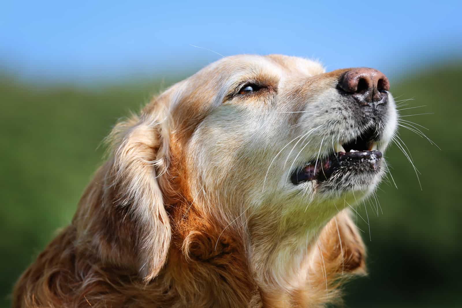 Golden Retriever ladrando afuera