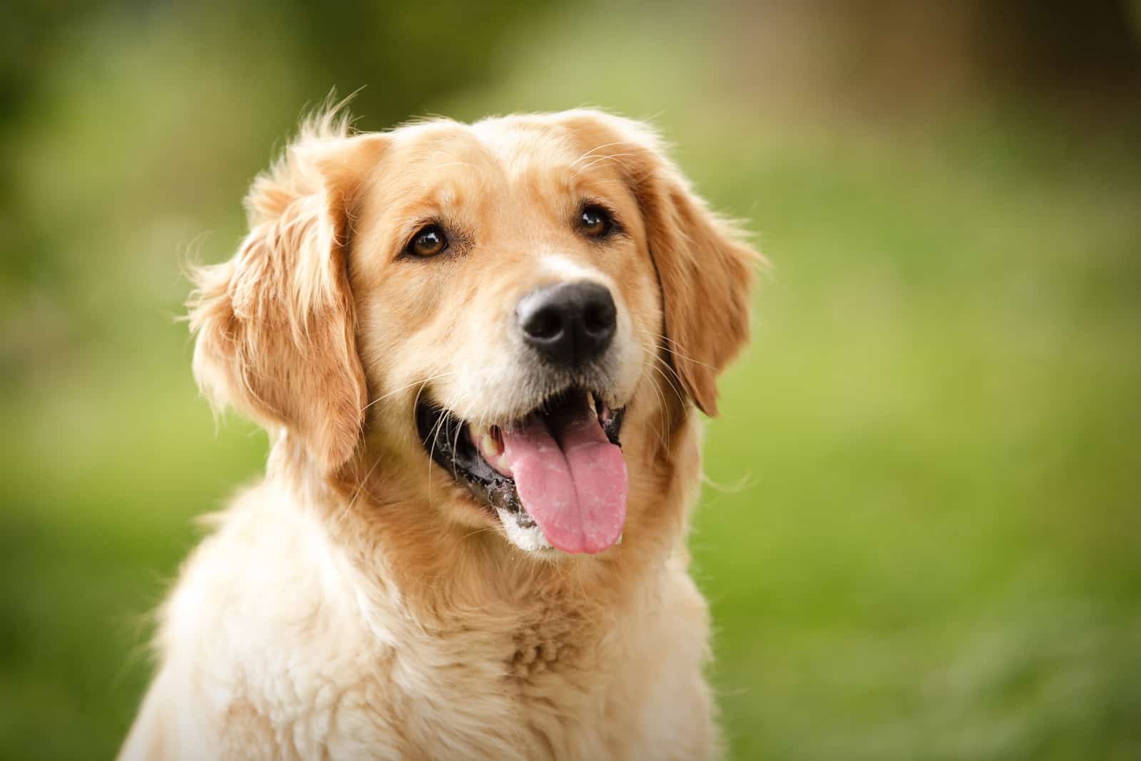 Perro Golden Retriever al aire libre