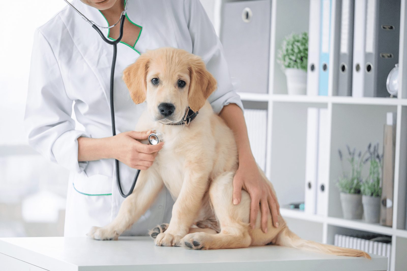 Cachorro de Golden Retriever siendo examinado por un veterinario
