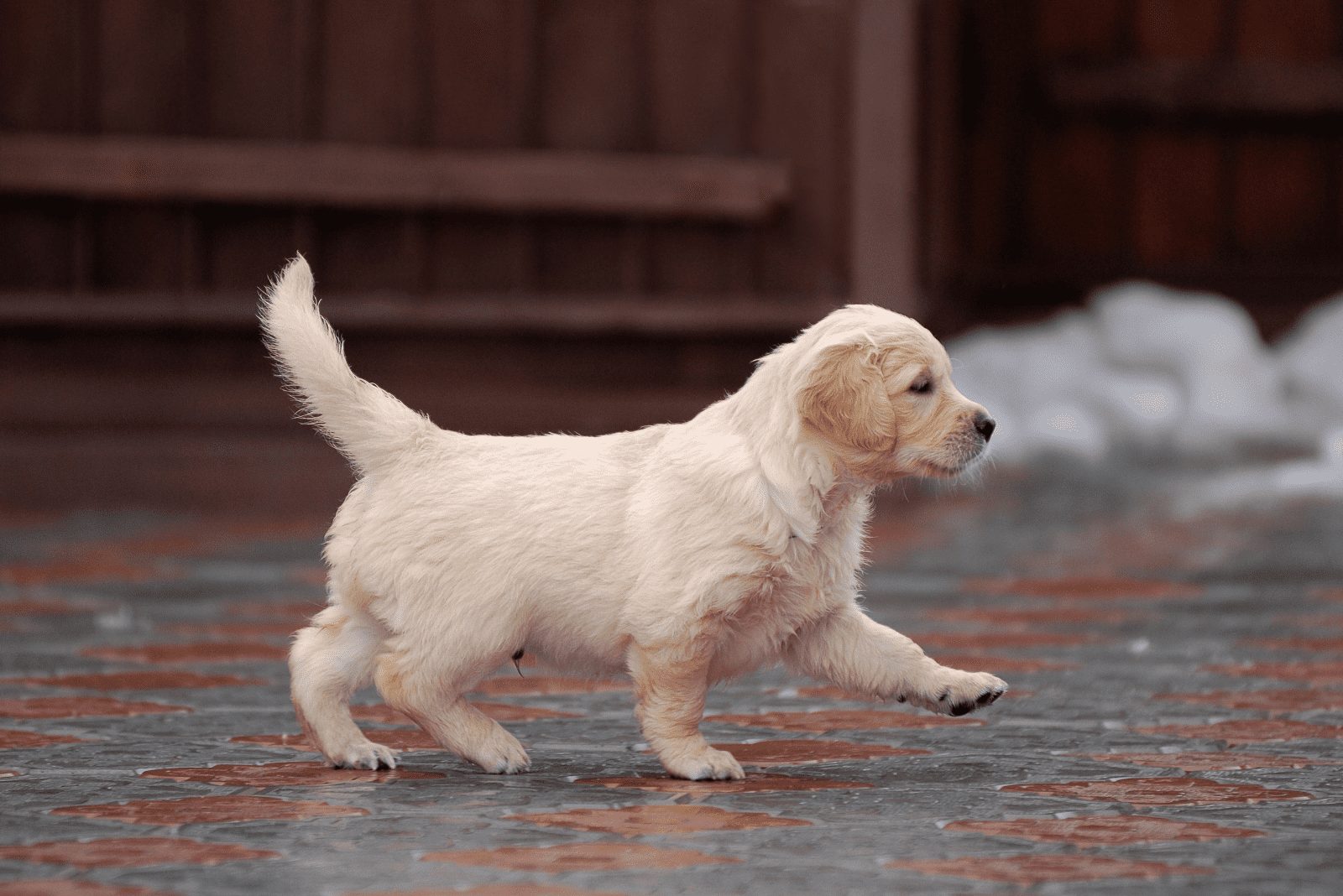 Cachorro de Golden Retriever acostado en la acera