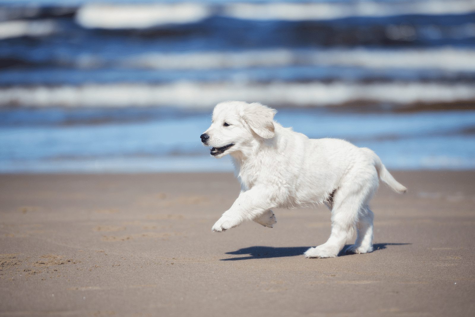 Cachorro de Golden Retriever en la playa