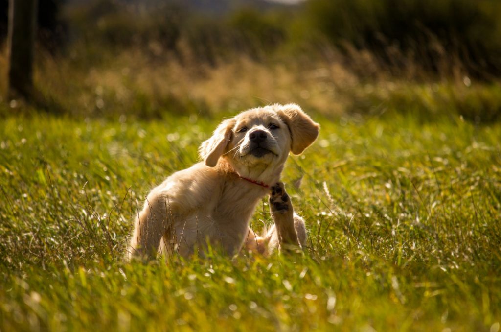 Cachorro Golden Retriever rascándose en el campo
