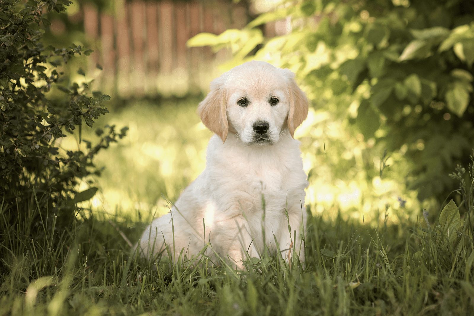 Cachorro de Golden Retriever sentado en la hierba