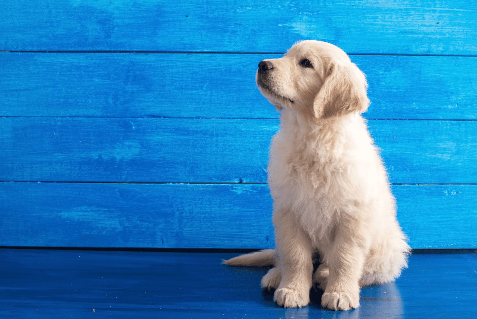 Cachorro de Golden Retriever sentado sobre un fondo de madera azul