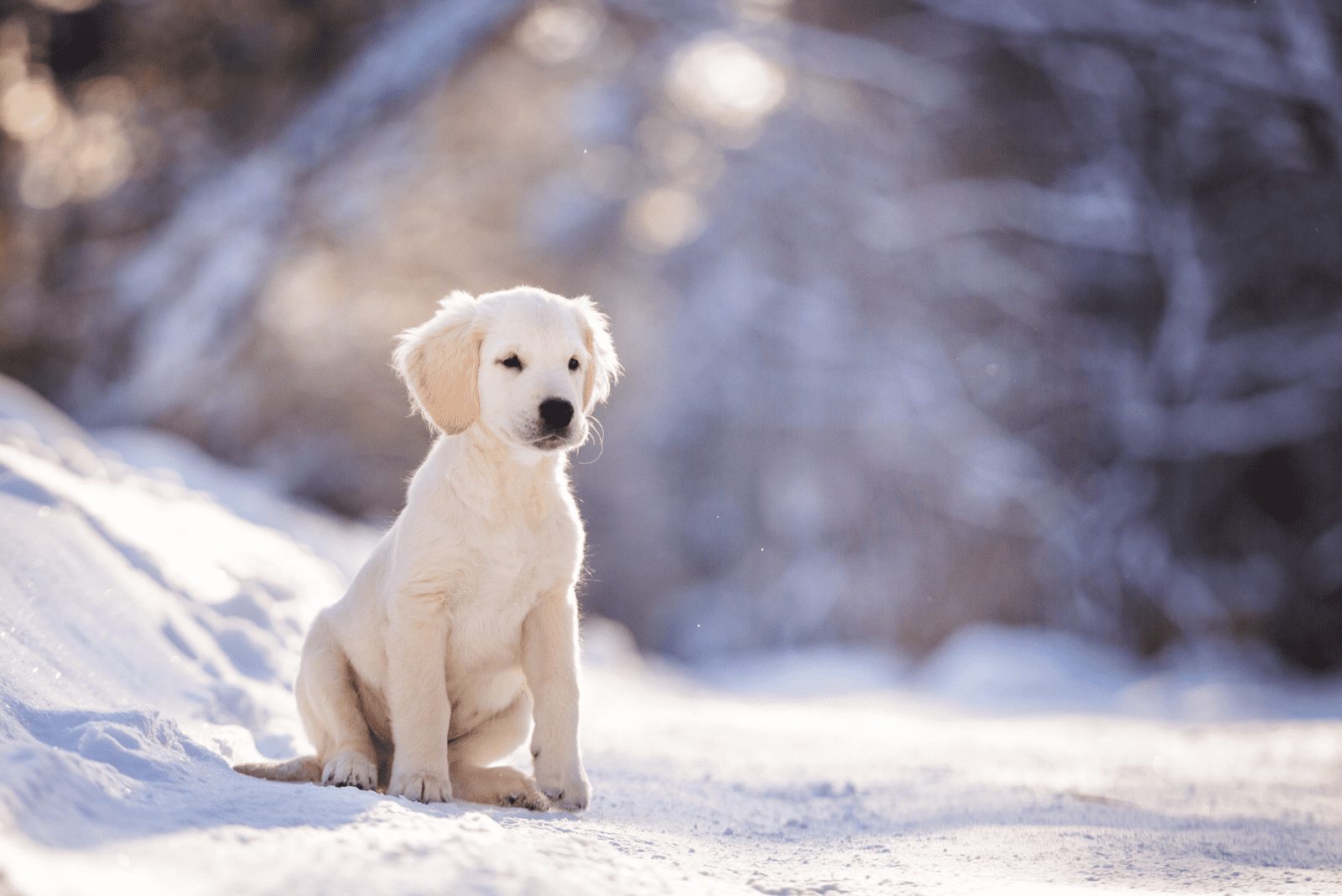 Cachorro de Golden Retriever sentado en la nieve