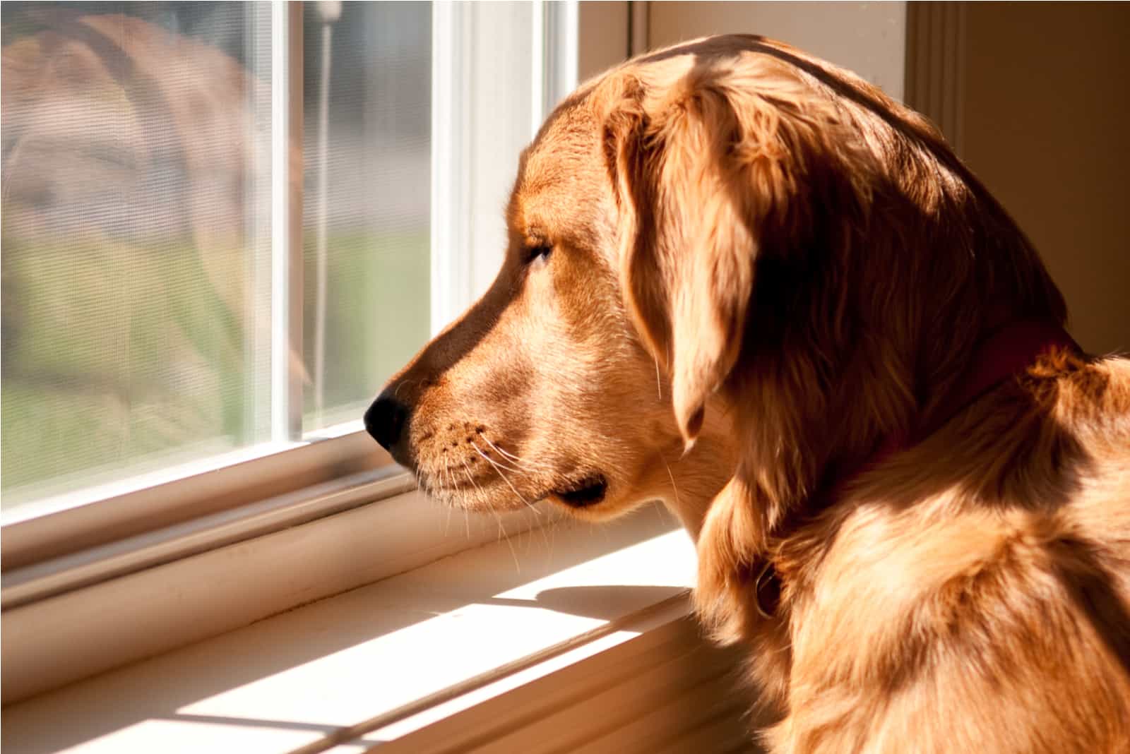 Golden Retriever de pie junto a una ventana