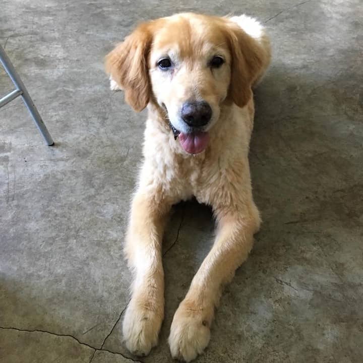 Golden Retrievers acostados en el suelo