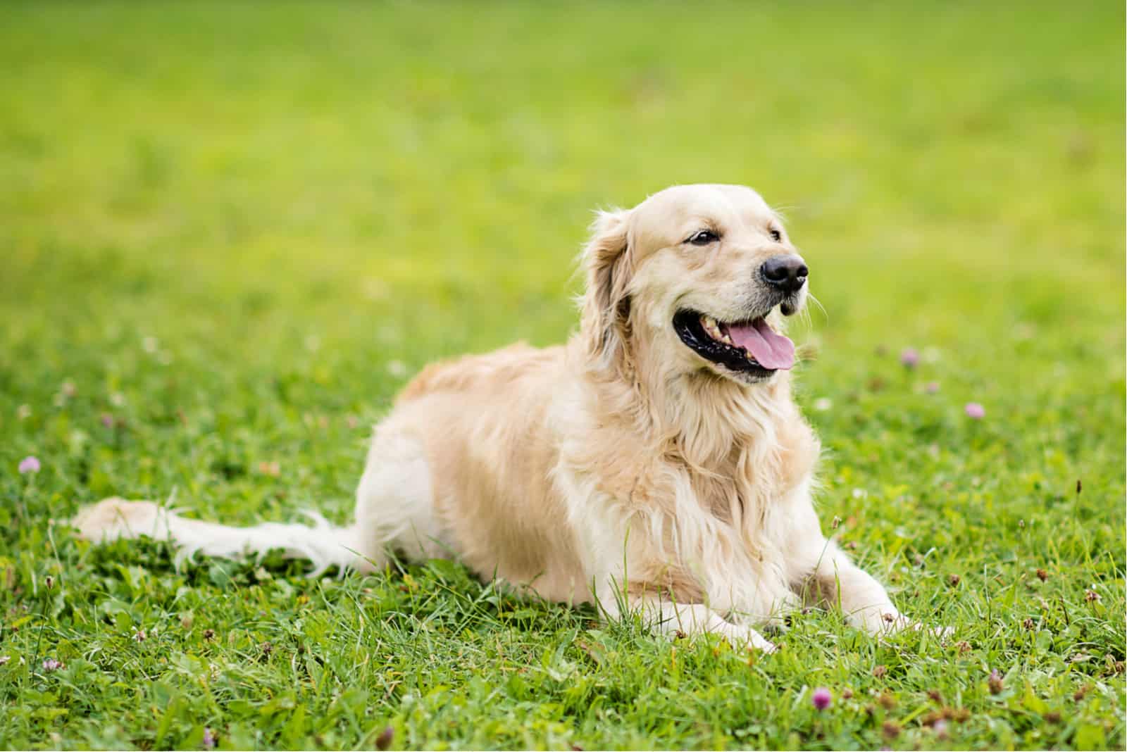 Golden Retrievers tumbados en el césped
