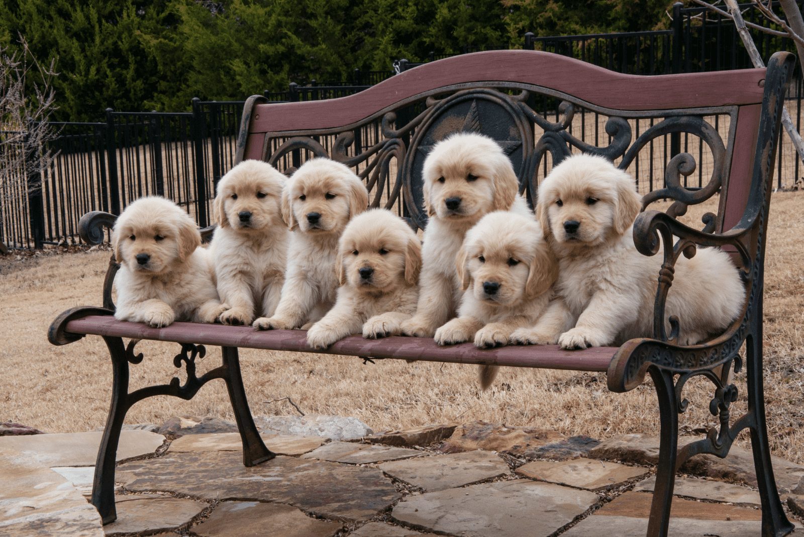 Cachorros de Golden Retrievers sentados en un banco