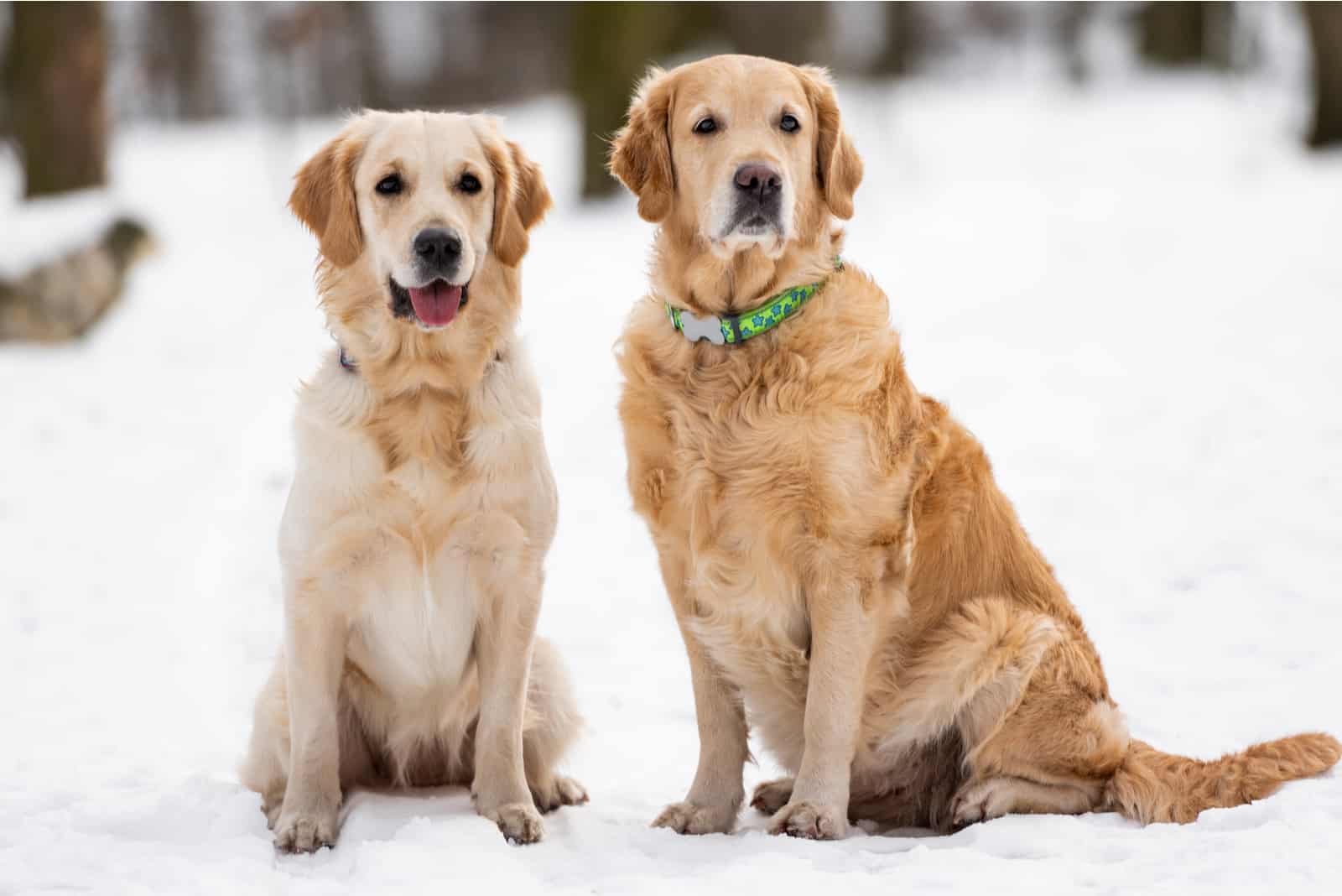 Golden Retrievers sentados en la nieve