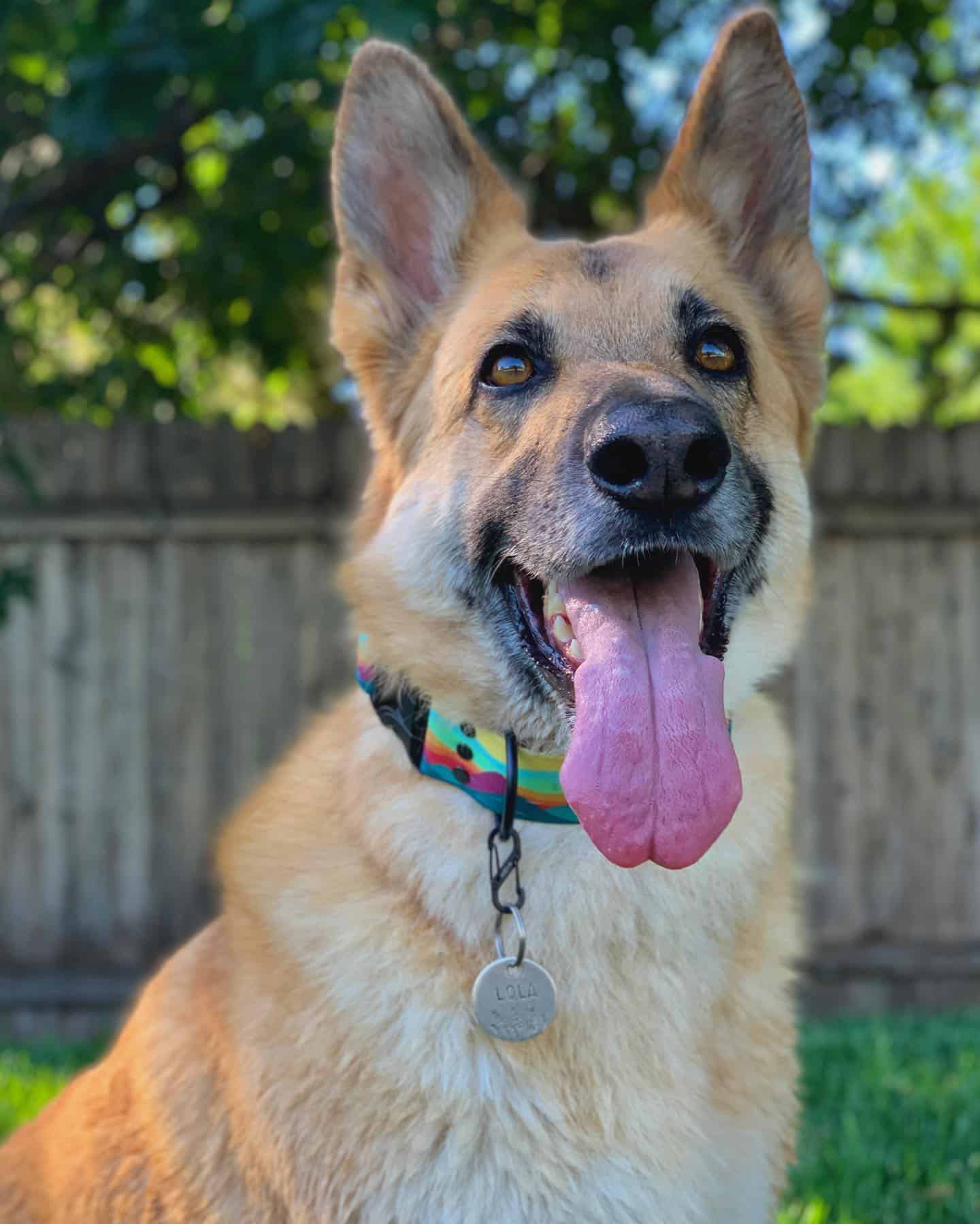 Perro Golden Shepherd con la lengua fuera