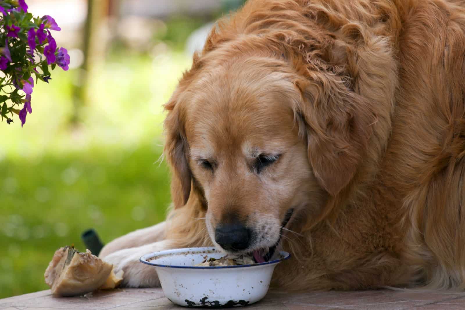 Golden retriever comiendo de su tazón.