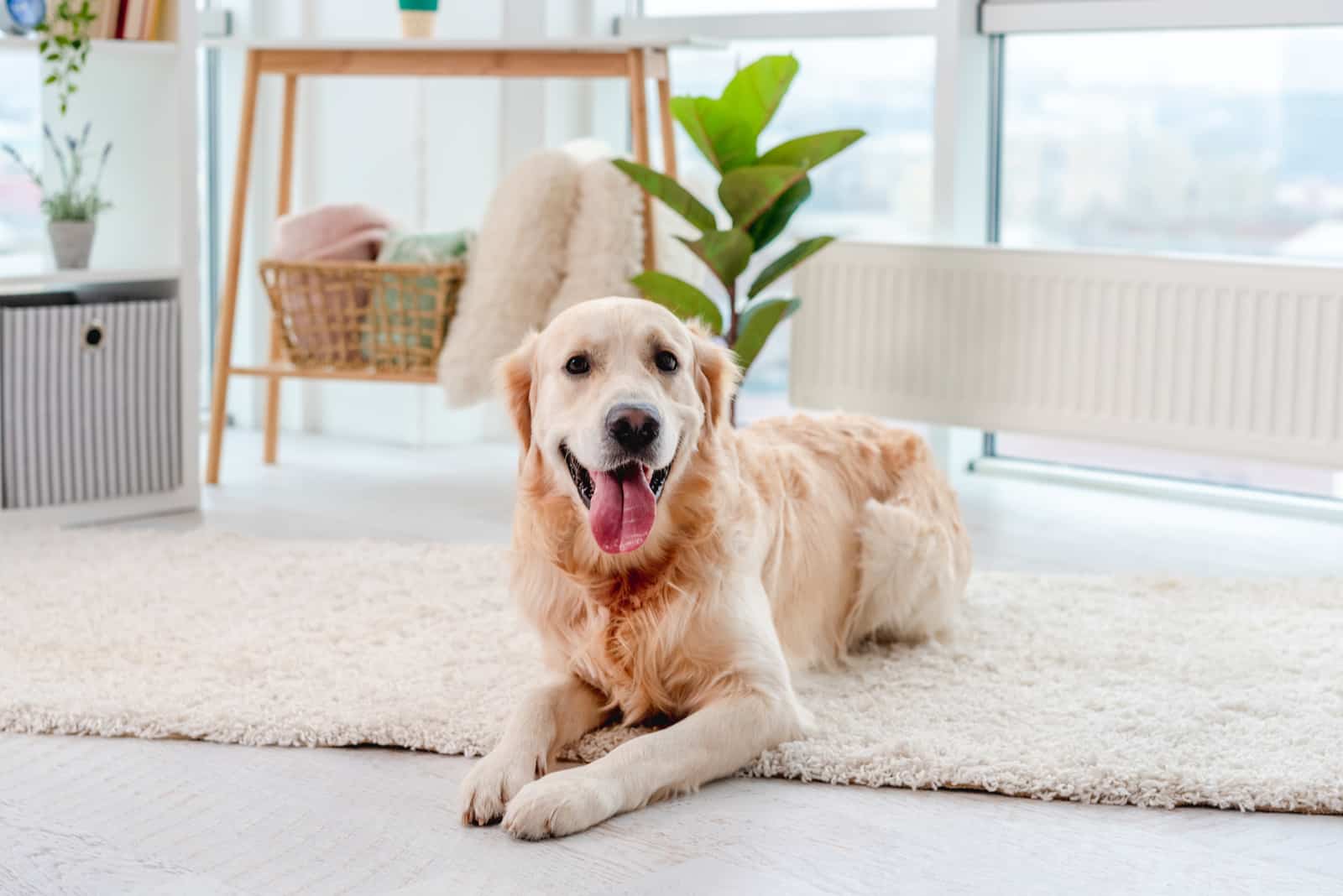 Golden retriever tumbado sobre un suelo claro