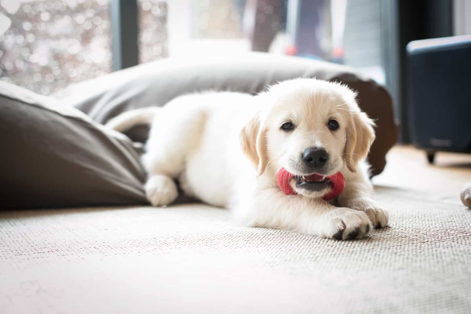 Cachorro de golden retriever en casa