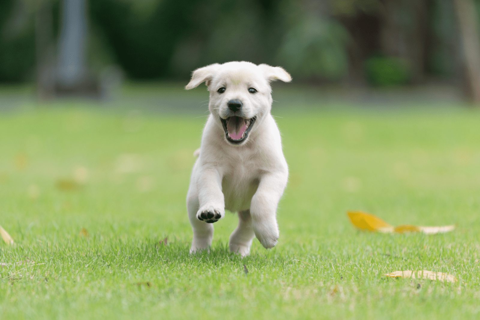 Cachorro de golden retriever corriendo por el jardín