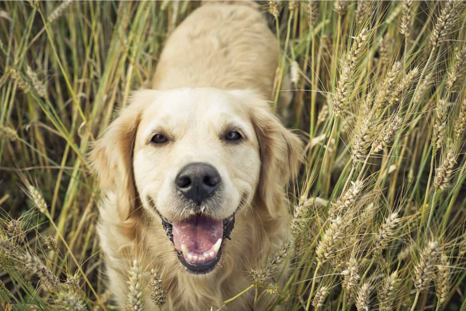 Golden retriever sonriendo a la cámara