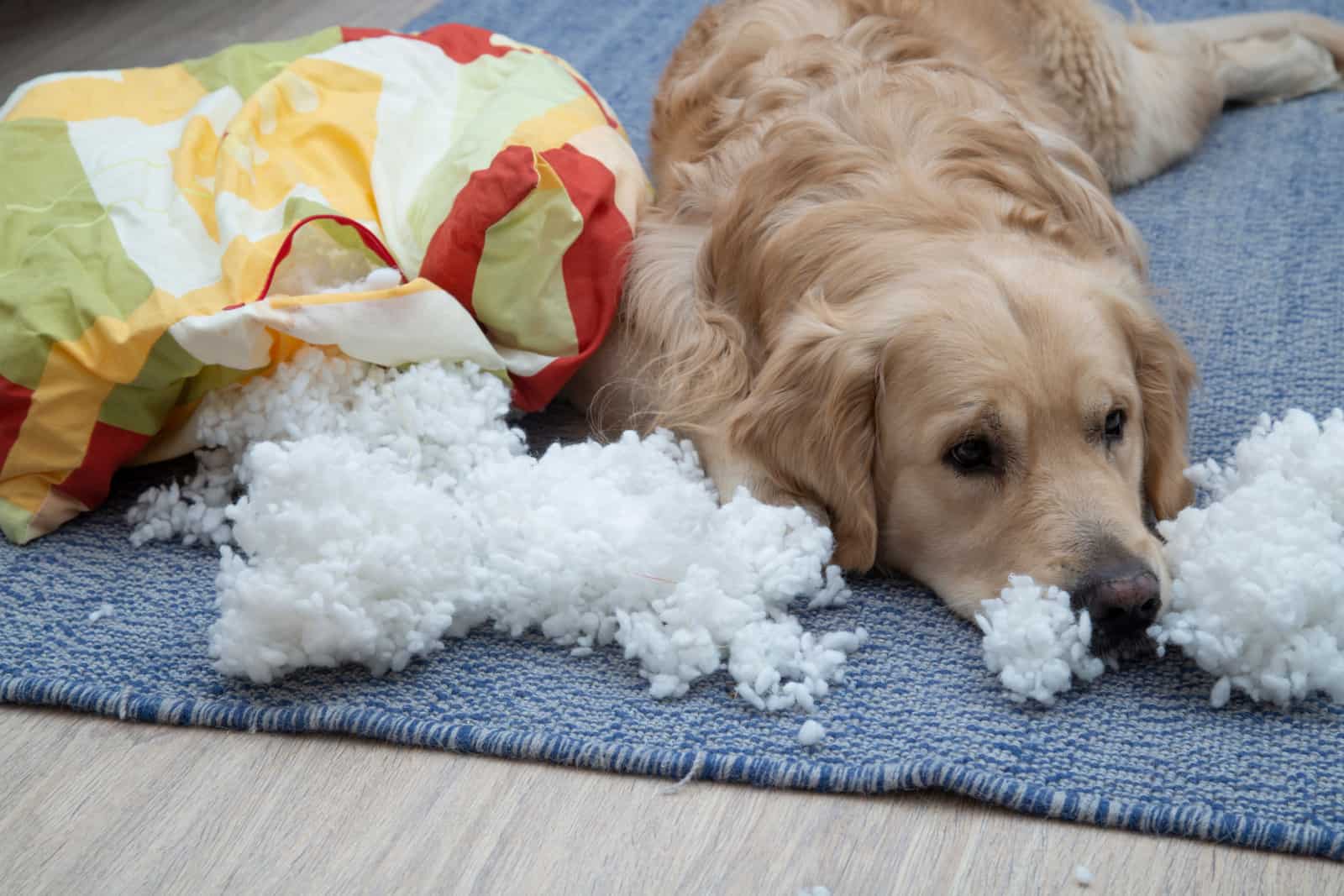 Golden retriever destruyó los muebles de la casa