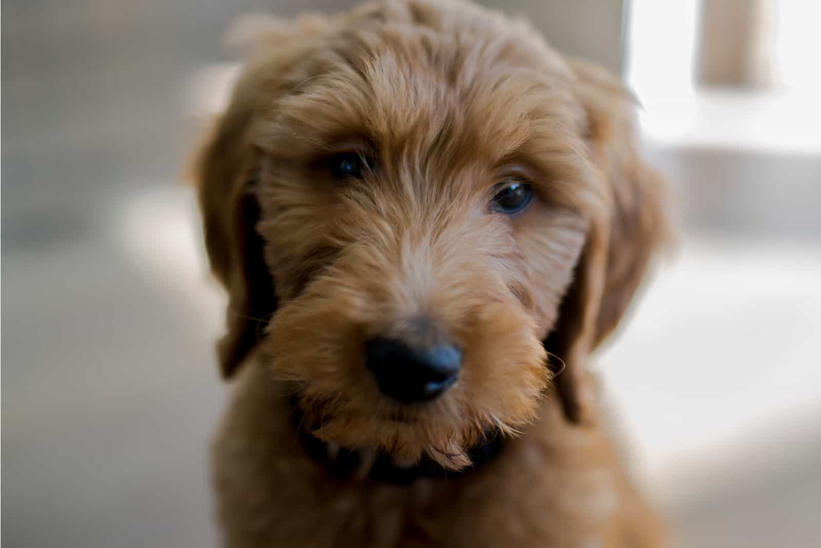 Retrato de cachorro Goldendoodle