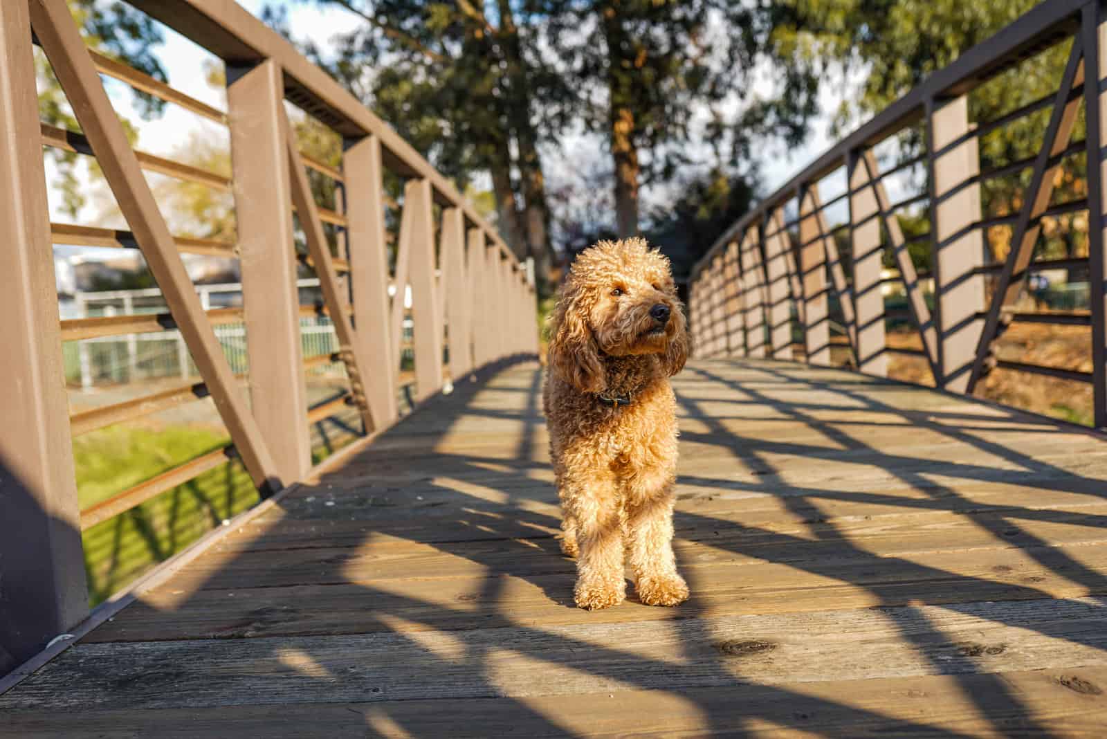 Cachorro Goldendoodle Atardecer en un Puente