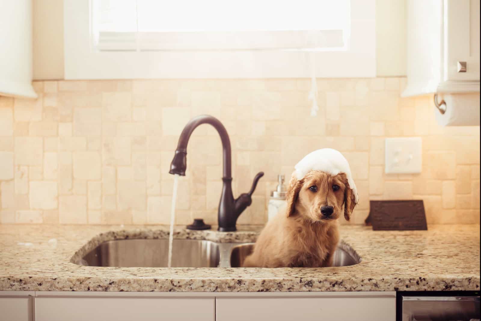 Cachorro Goldendoodle recibiendo baño en el lavabo
