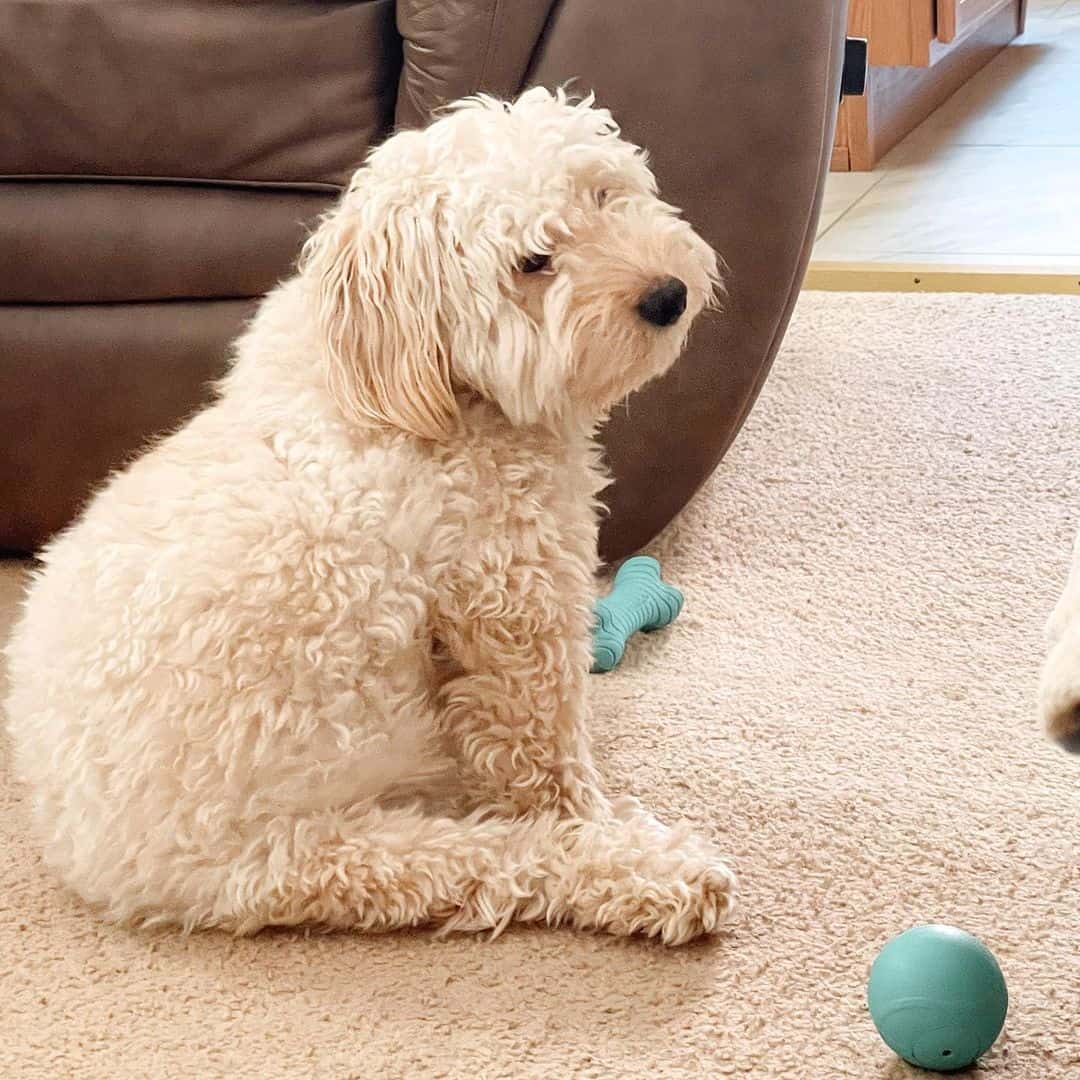 Goldendoodle en casa